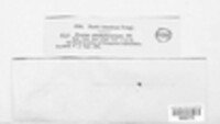 Trichobelonium rhabdocarpum image